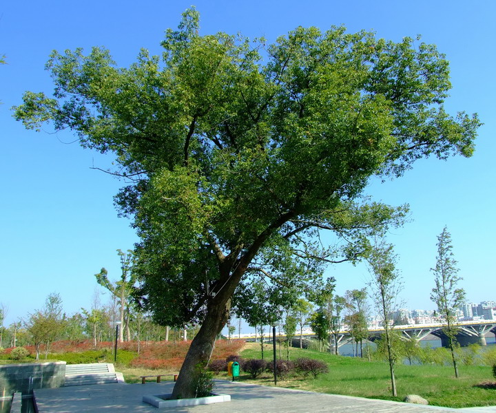  p>樟科(lauraceae)是 a target="_blank" href="/item/双子叶植物纲