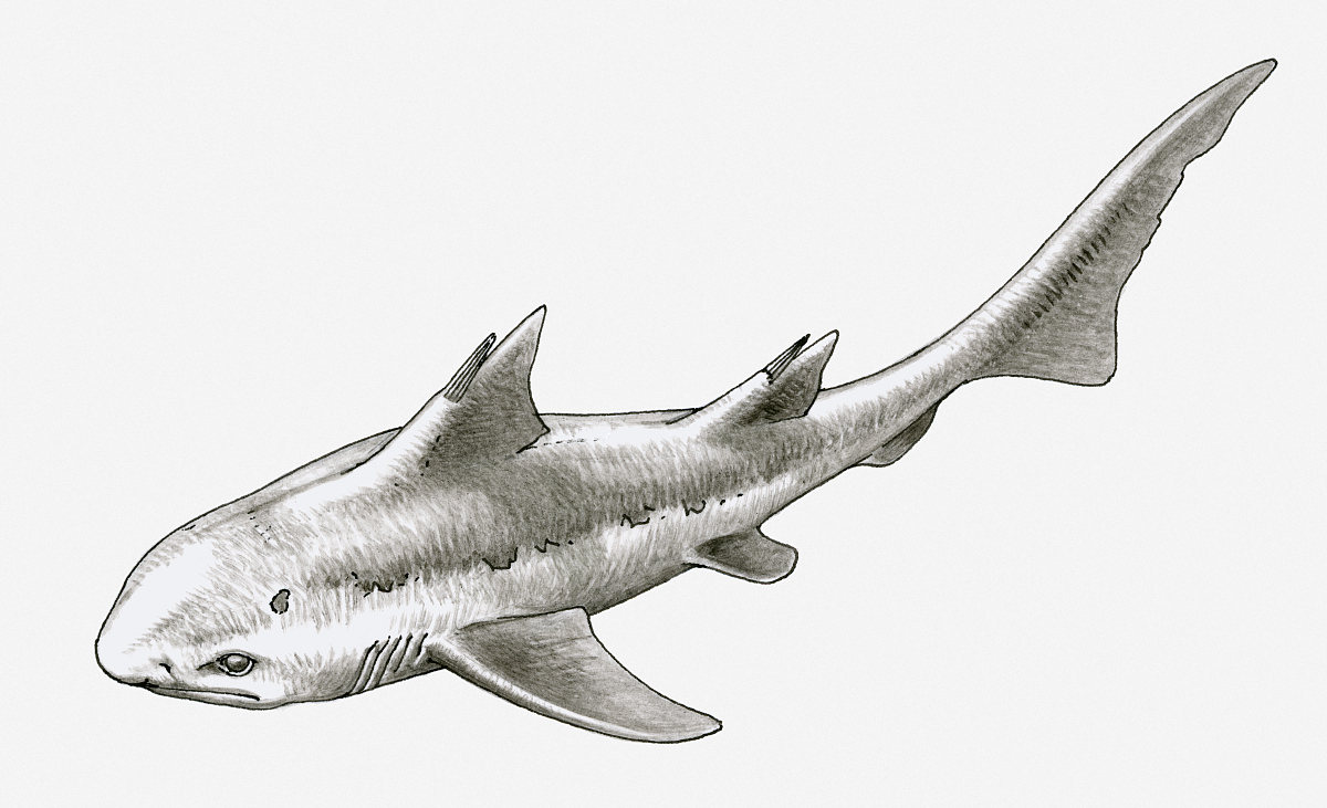  p>弓鲛,又名弓鲨,是一属已灭绝的鲨鱼.