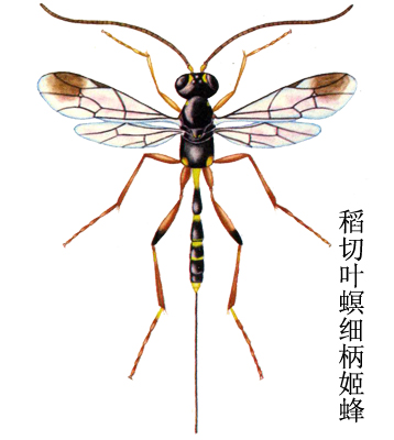  p>昆虫名,为膜翅目,姬蜂科.分布在南方各省等.