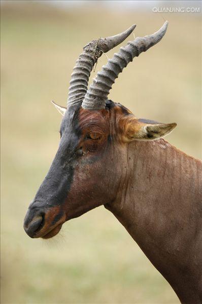  p>转角牛羚(学名: i>damaliscus lunatus /i> ):是哺乳纲,牛科的一种