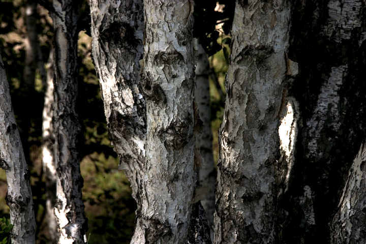  p>白桦皮,属于中药材植物形态疣枝桦,又名:疣桦.