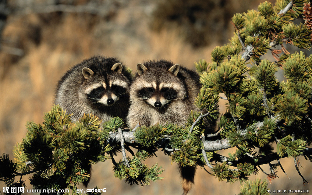  p>獭狸猫(cynogalebennettii),又名 a href="#" data-lemmaid="