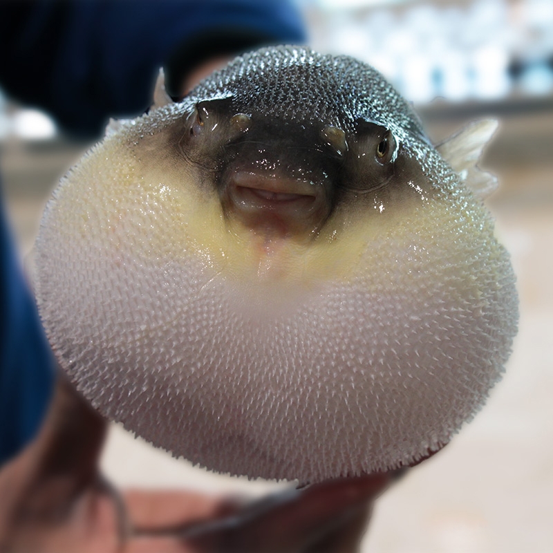 大连红鳍东方鲀