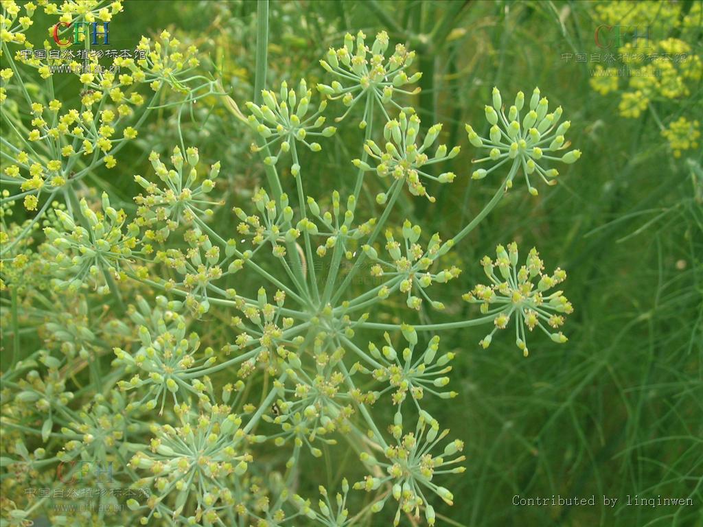  p>莳萝(学名:anethum graveolens l.)是伞形科莳萝属植物.