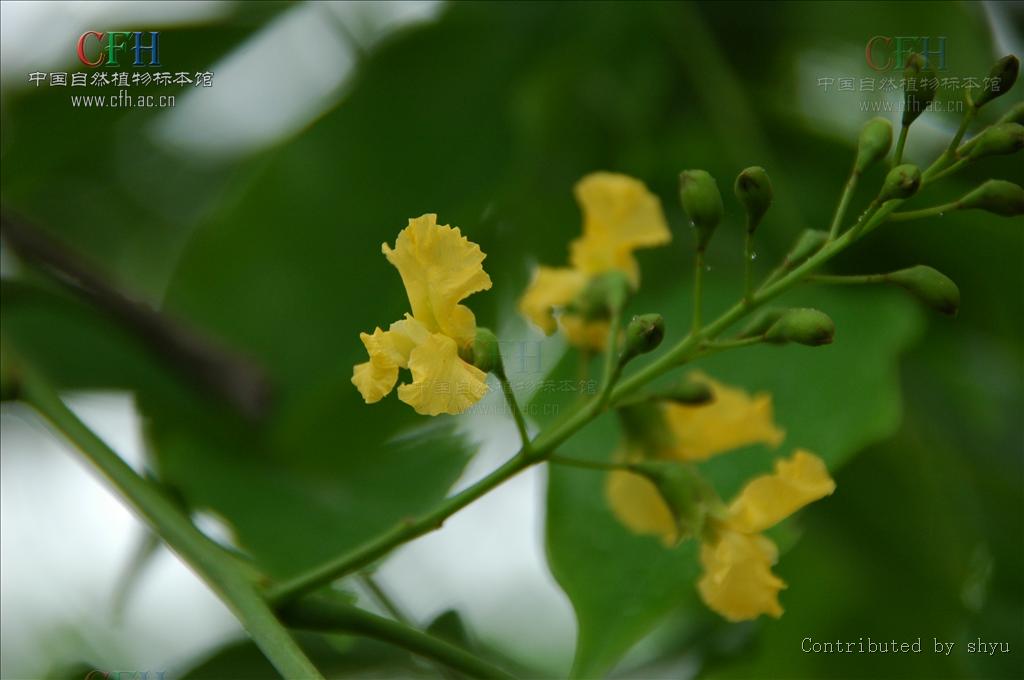 这种木材具有很强的香味,并可以持续很多年,因此被称为"蔷薇木".