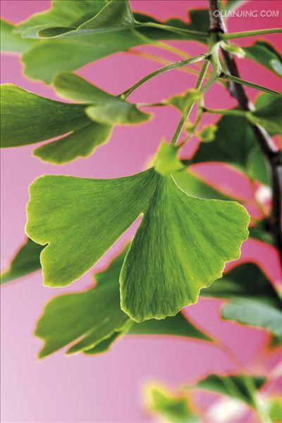  p>银杏(学名: i>ginkgo biloba  /i> l.)是银杏科,银杏属植物.
