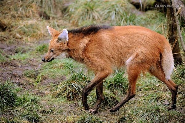  a href="#" data-lemmaid="673912">鬃狼属 /a>的一种珍稀的动物