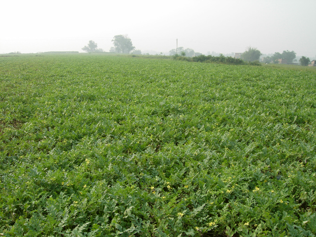  p>信都红瓜子,亦称"八步红瓜子","贺州红瓜子",广西壮族自治区 a