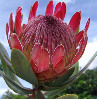 南非皇后帝王花