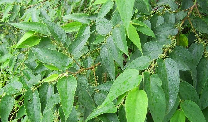  p>山黄麻属(学名:trema lour.)是榆科下的一个属,小乔木或大灌木.