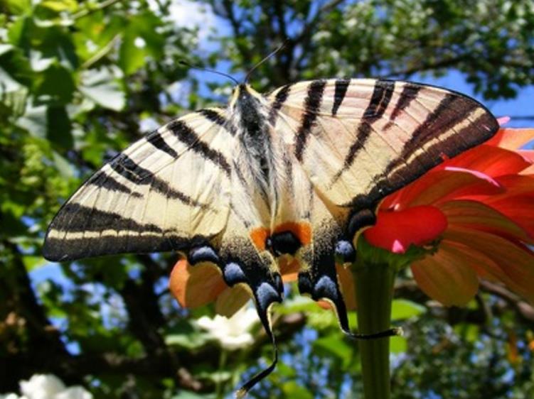  p>旖凤蝶(iphiclides podalirius(linnaeus)是凤蝶科下的一种动物.