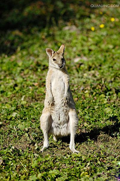  p>沙袋鼠(wallaby)是 袋鼠科( i>macropodidae /i>)几种中等大小的有