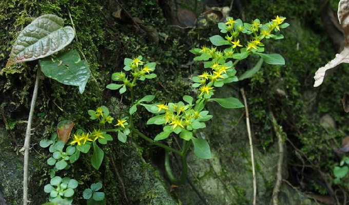  p>四芒景天(学名:sedum tetractinum)为景天科景天属的植物,是我国的