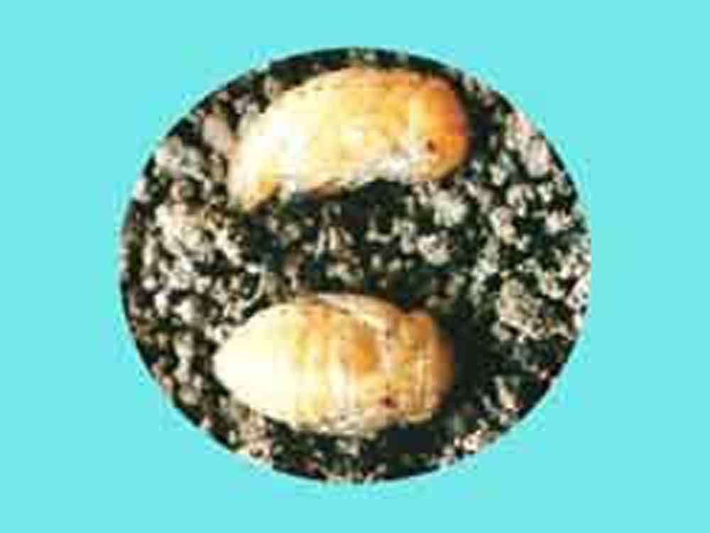 猿叶虫是叶甲科的一类动物