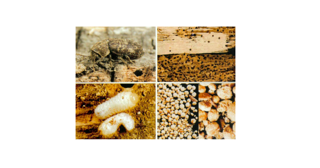 drugstore beetle是 a target="_blank" href="/item/窃蠹科/8658098"