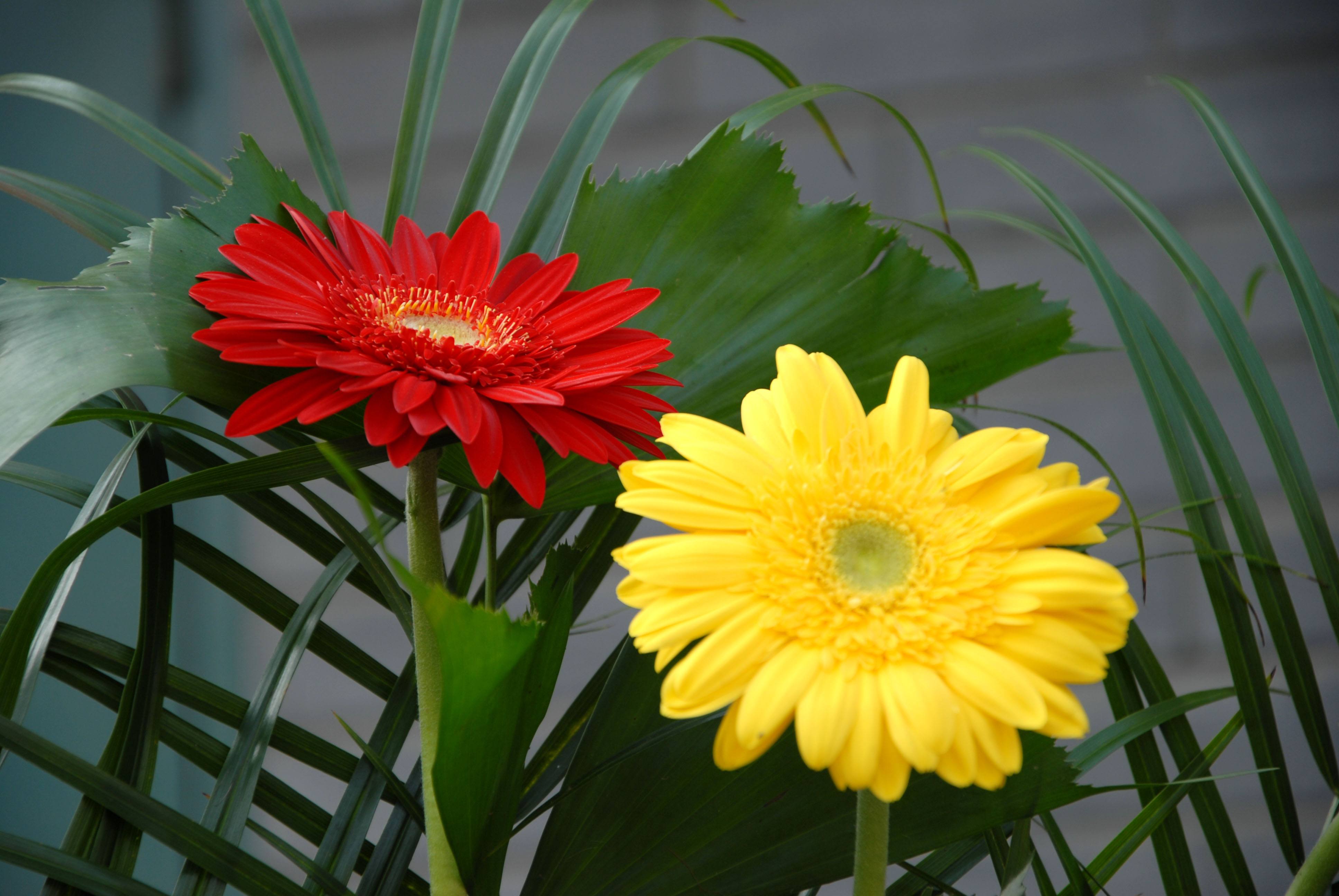  p>非洲菊(学名: i>gerbera jamesonii /i> i>  /i>bolus)是 a href="