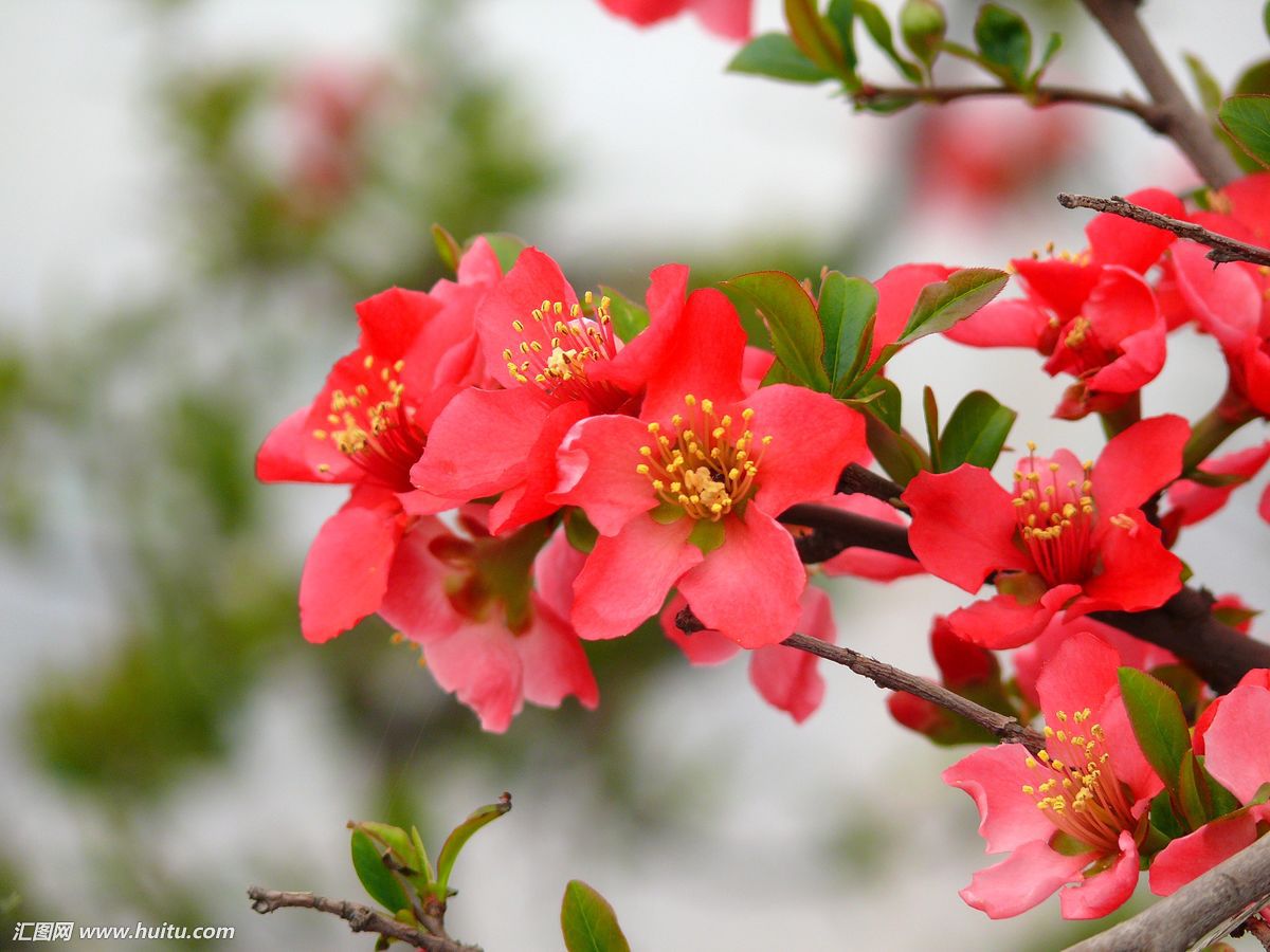 海棠花
