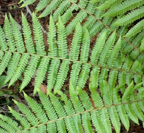  p data-id="gnay3iblb1">粗茎鳞毛蕨( i>dryopteris crassirhizoma 