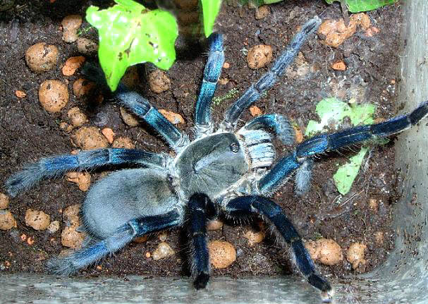  p>泰国金属蓝(拉丁学名:haplopelma lividum)又名泰国钴蓝捕鸟蜘蛛