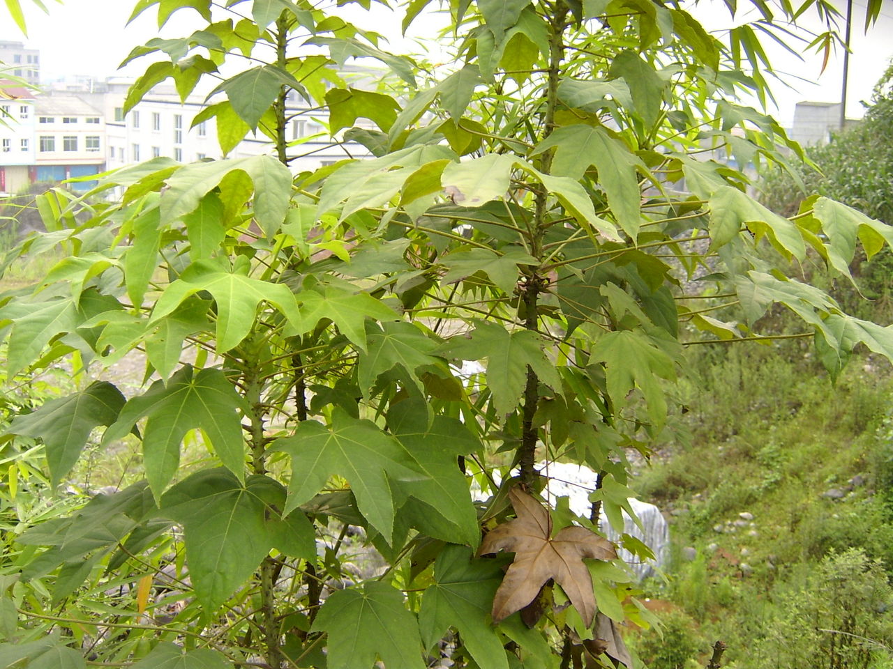  p>刺楸(学名: i>kalopanax septemlobus  /i>(thunb.) koidz.