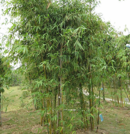 长枝竹（原变种）_百度百科