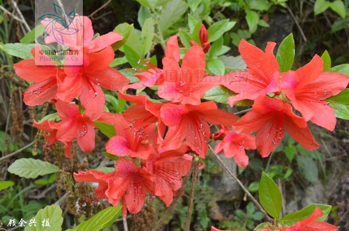  p> a target="_blank" href="/item/杜鹃花">杜鹃花 /a>,别名:山踯躅