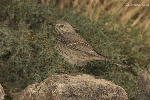  p>鼠尾草(学名: i>salvia japonica  /i>thunb.