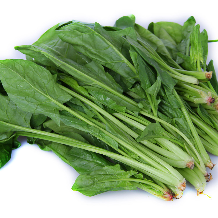 日本大叶菠菜