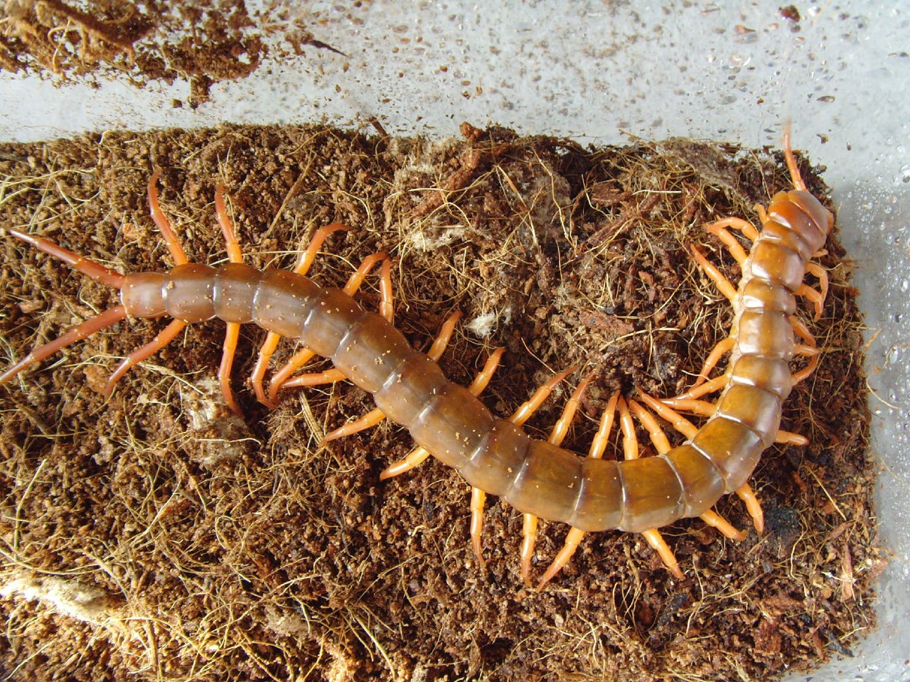  p>蜈蚣为陆生 a href="#" data-lemmaid="417366">节肢动物 /a>,身体