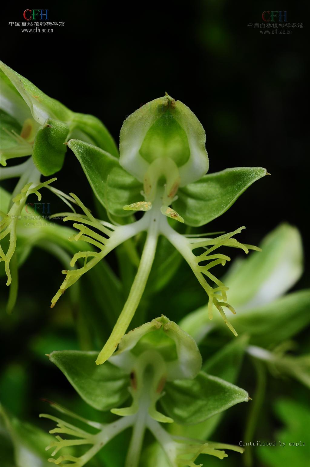  p>玉凤花属是兰科下的一属植物,约600种,分布于全球热带,亚热带至