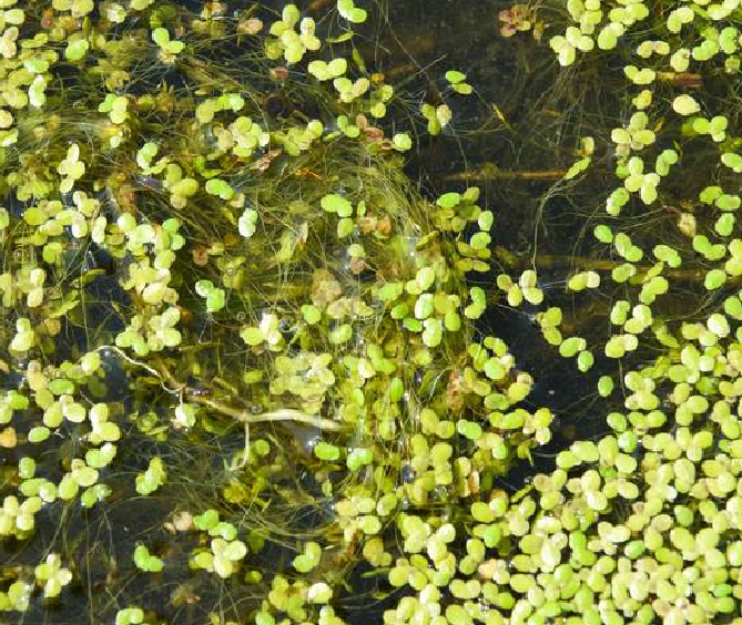  p>浮萍(学名: i>lemna minor  /i>l.