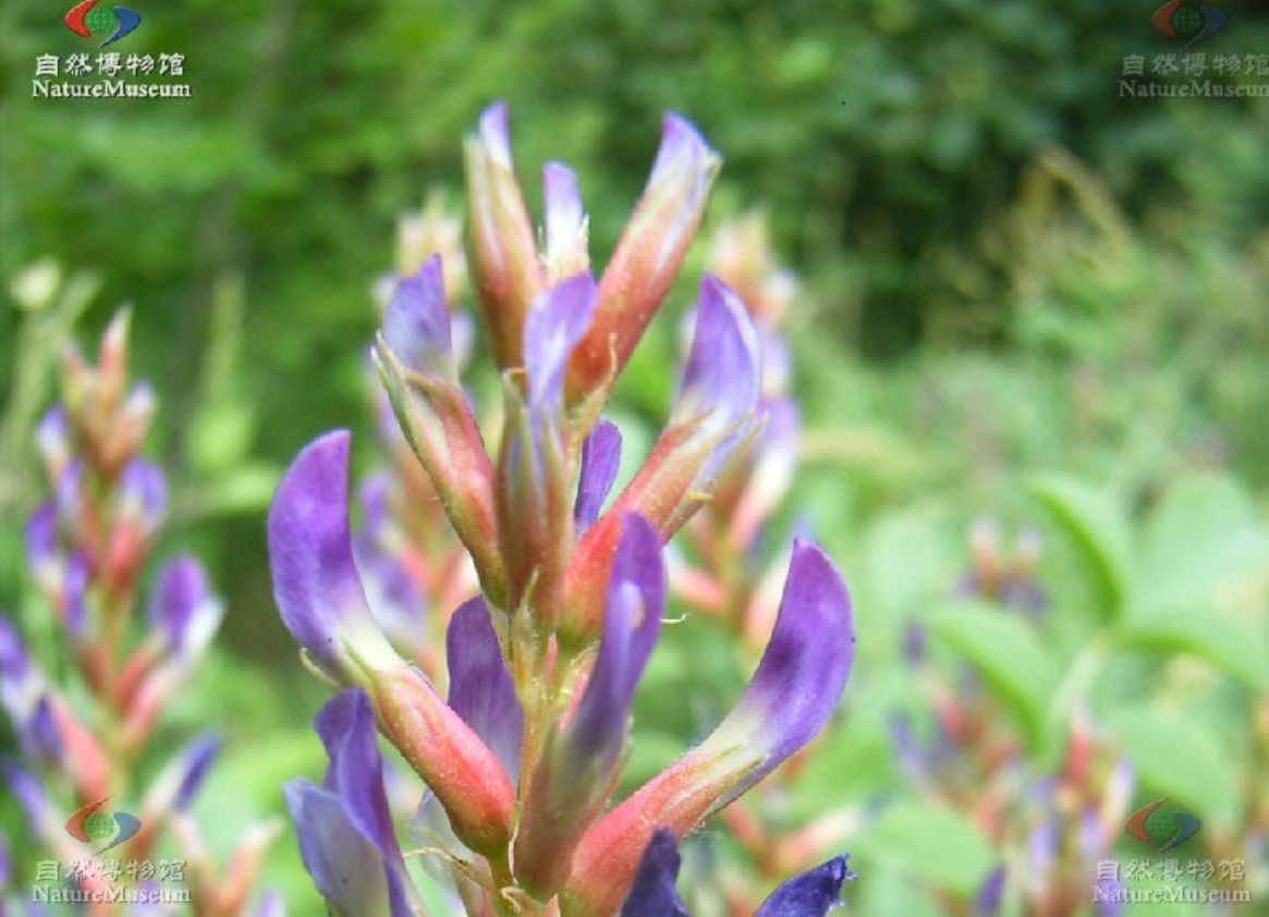  p>胀果甘草( i>glycyrrhiza inflata /i>  batalin),多年生 a>草本 