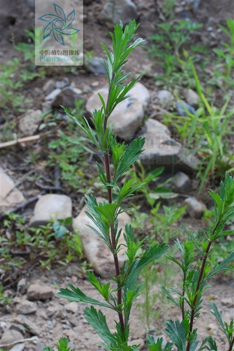 南牡蒿(南牡蒿中医世家)