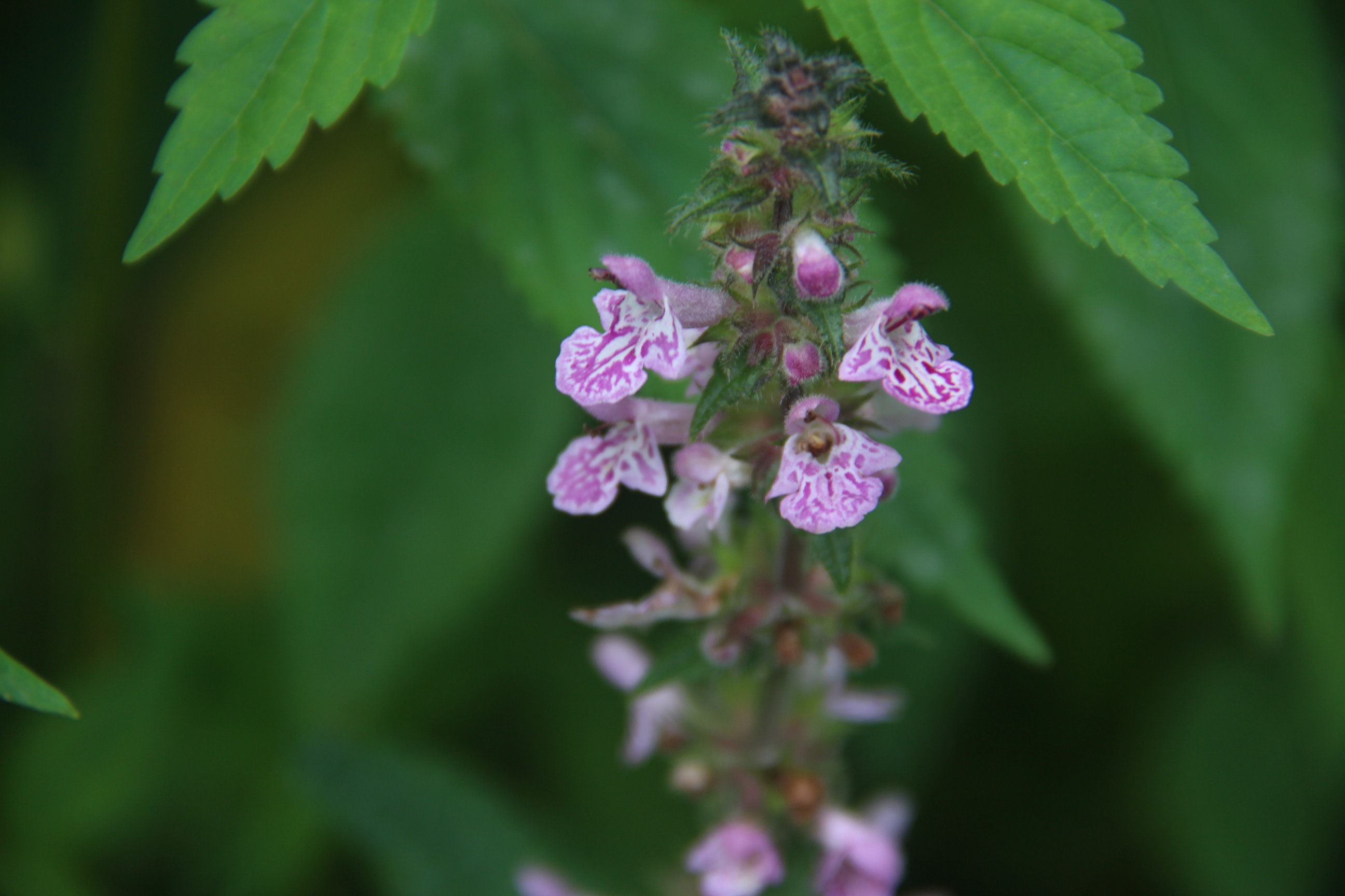 唇形科水苏属植物,指的是被子植物门,双子叶植物纲,唇形科,野珠麻