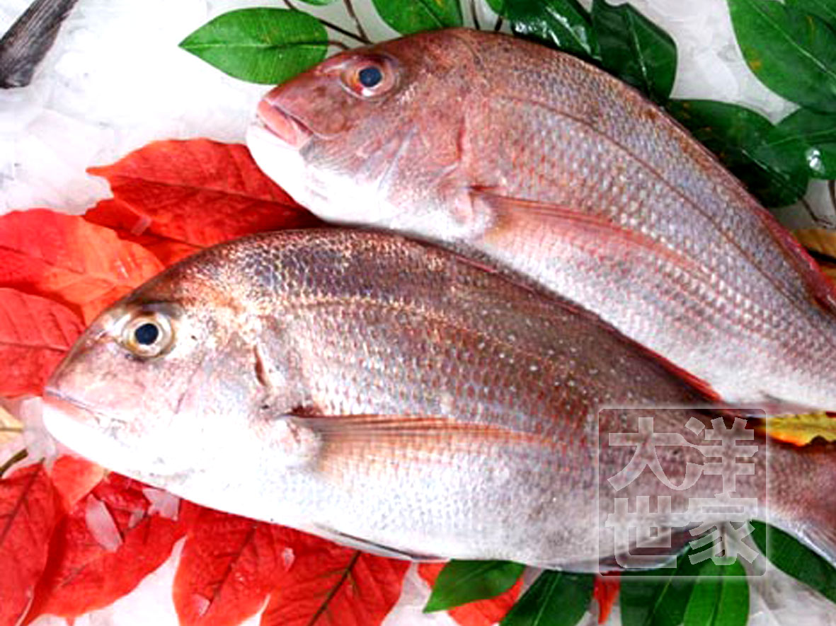 真鲷鱼