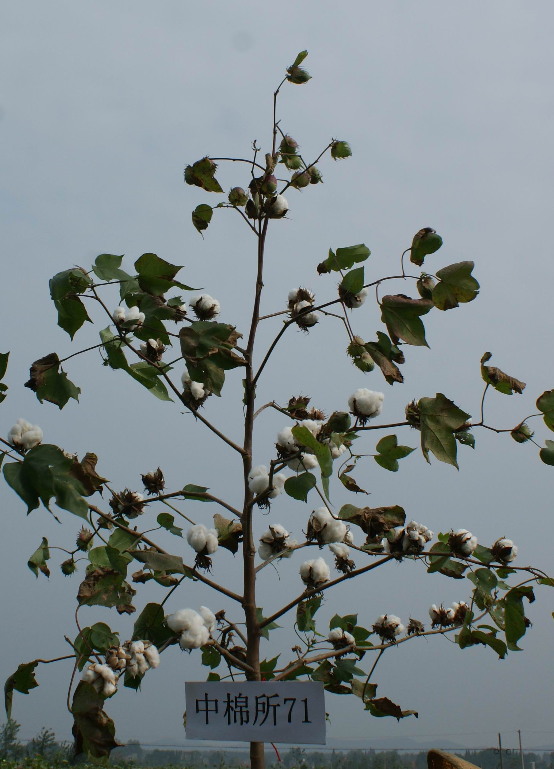  p>属转bt基因棉花品种.