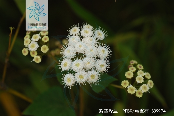  p>紫茎泽兰(学名: i>ageratina adenophora /i>(spreng.)r.m.