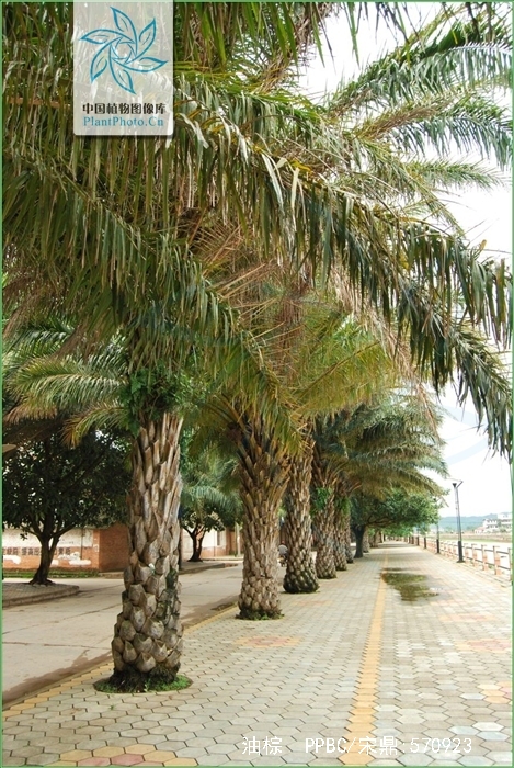 是棕榈科,油棕属直立 a href="#" data-lemmaid="33239">乔木 /a>状