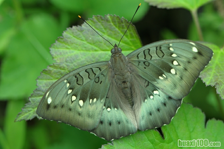 嘉翠蛱蝶