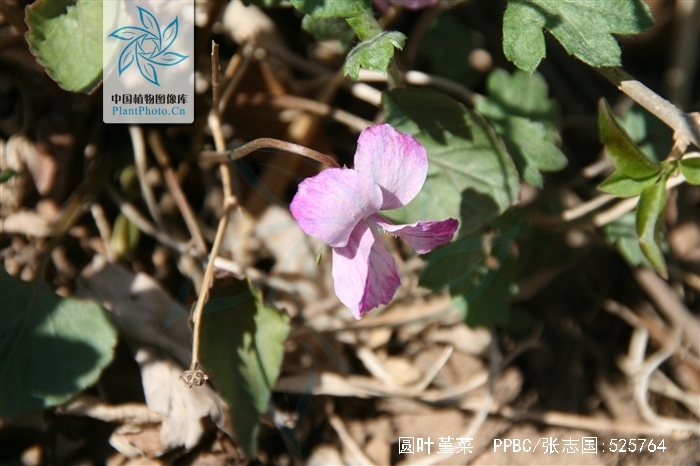  p>圆叶堇菜(学名:viola pseudo-bambusetorum chang)是堇菜科堇菜属