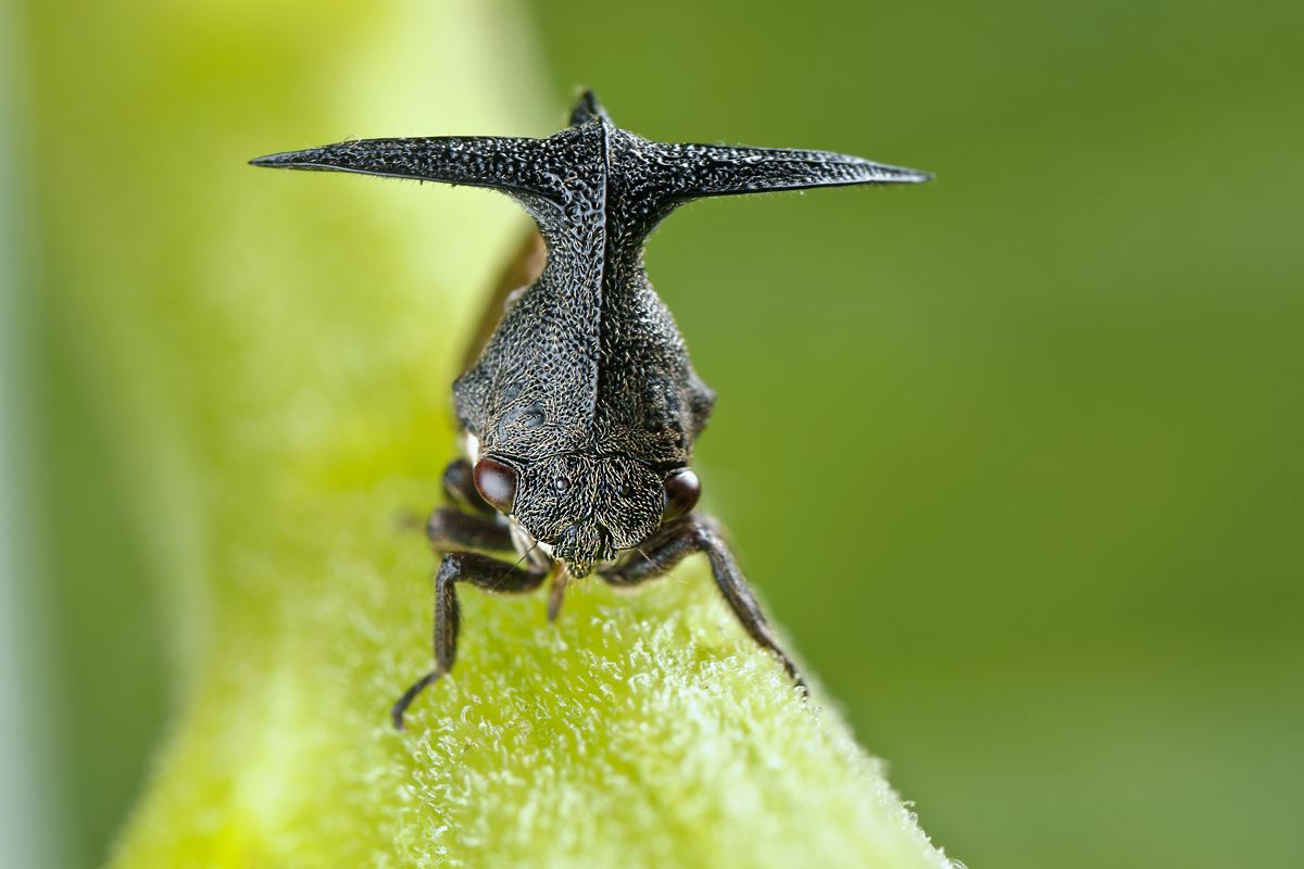  p>角蝉(treehopper)同翅目 a href="#" data