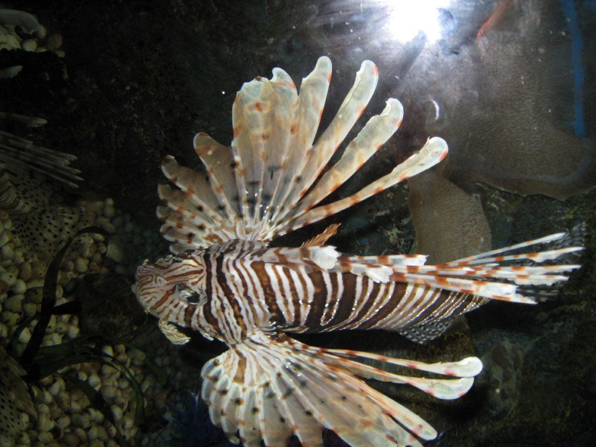  p>老虎鱼为 a target="_blank" href="/item