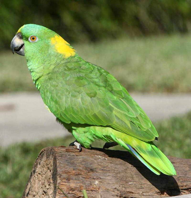  p>亚马逊鹦鹉(学名:amazona)外表帅气.