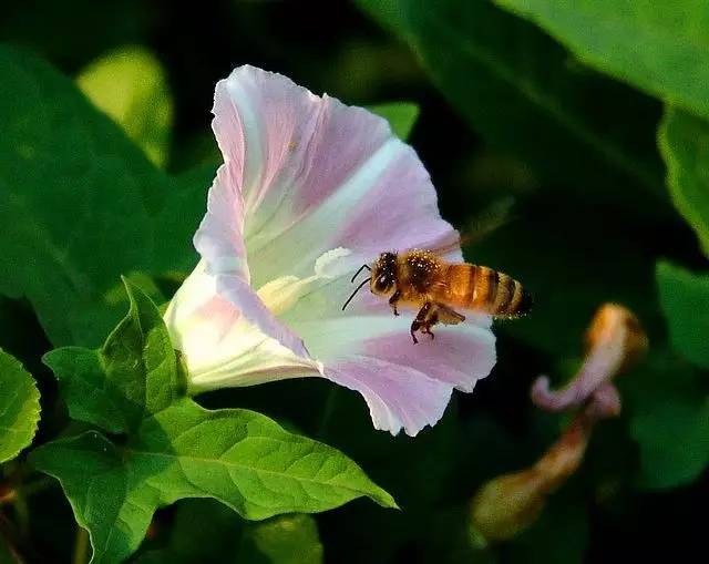 古人吃什么？《诗经》植物志：与弃妇有关的樗蓫葍_百科TA说