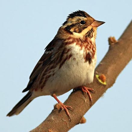  p>田鹀(学名: i>emberiza rustica /i>)鹀科鹀属鸟类,体长13-15厘米