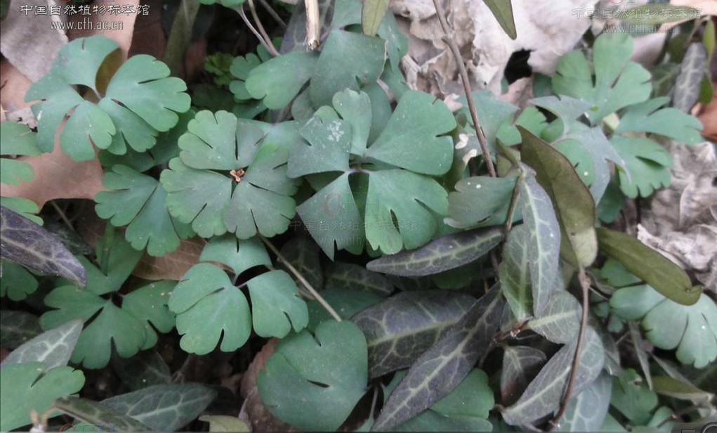  p>天葵〔学名: i>semiaquilegia adoxoides /i> (dc.