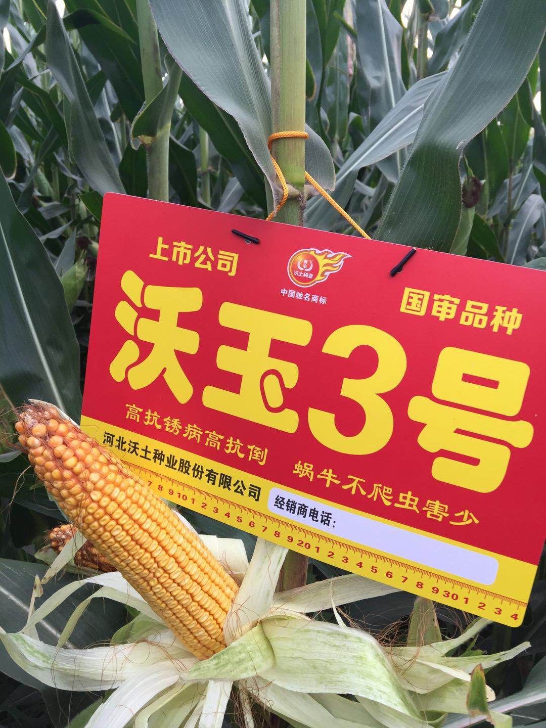  p data-id="gnwo2tahyu">沃玉3号玉米新品种是于2006年以自选系m51为