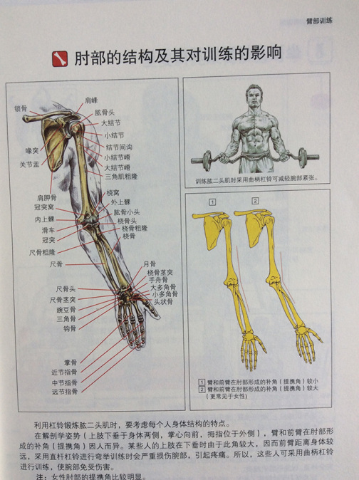 臂部_百度百科