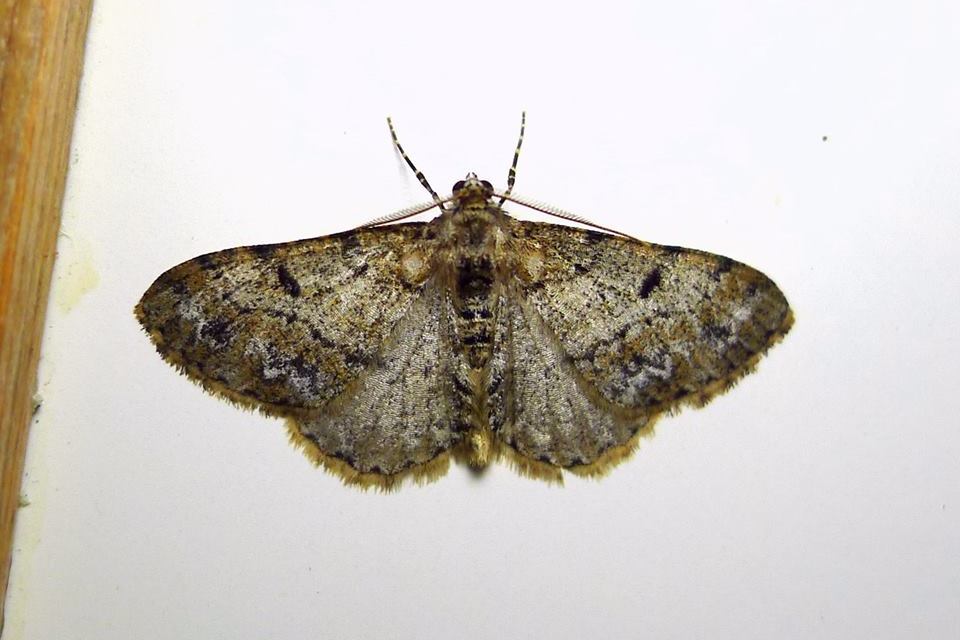 网褥尺蛾东北亚种