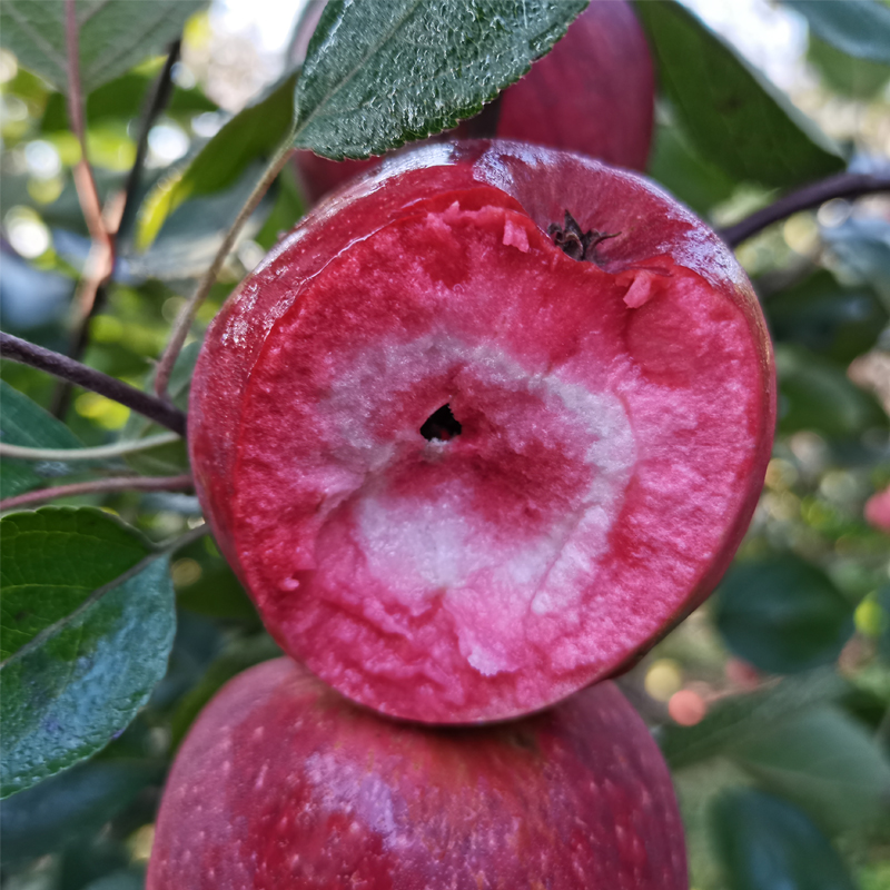 红肉苹果
